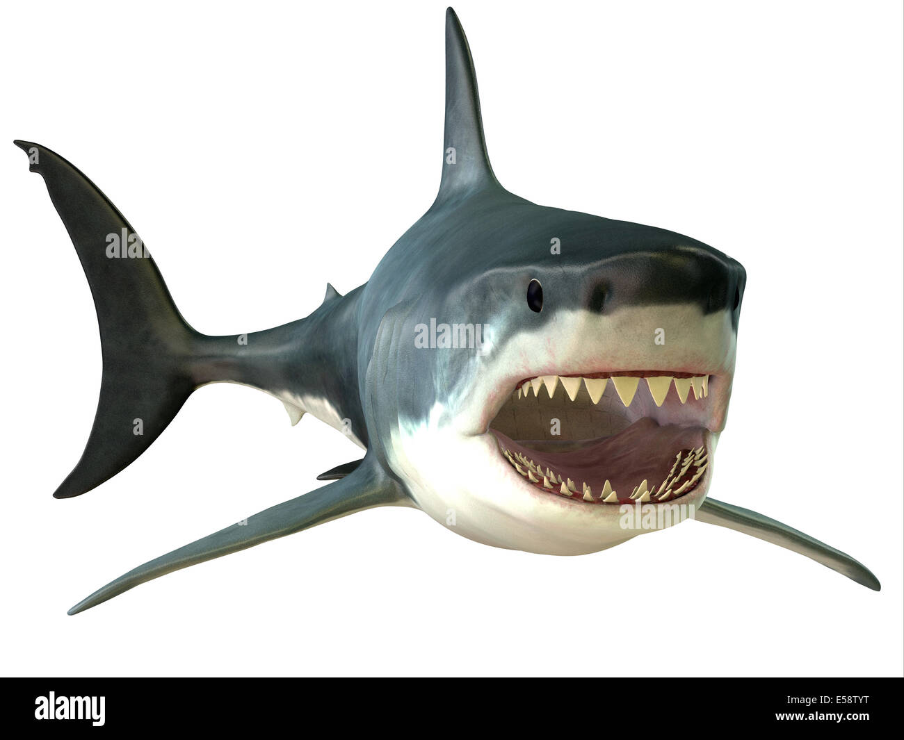 Le grand requin blanc est un apex-prédateurs et a plusieurs séries de dents qui se remplacer en permanence. Banque D'Images