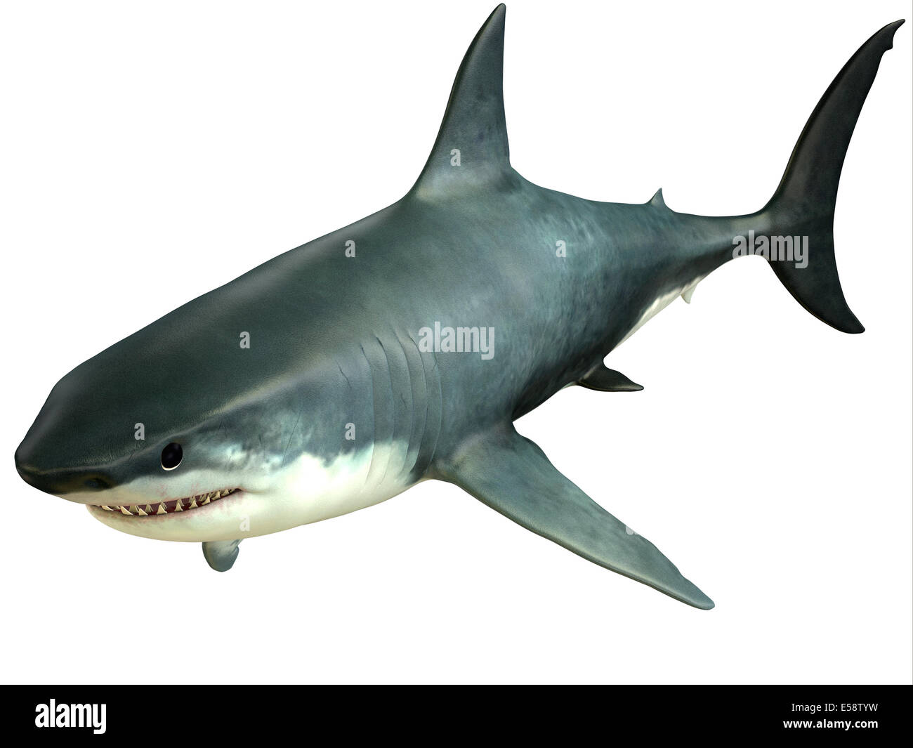 Le grand requin blanc est un apex-prédateurs qui peuvent atteindre plus de 26 pieds ou 8 mètres et vivre pendant 70 ans ou plus. Banque D'Images