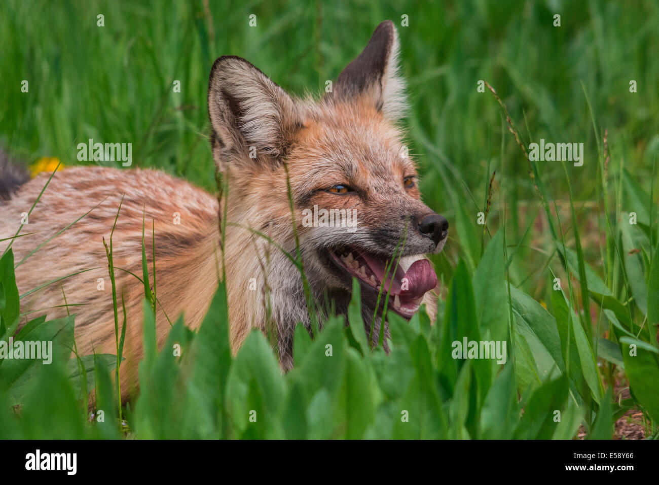 Red Fox haletant et reposant Banque D'Images
