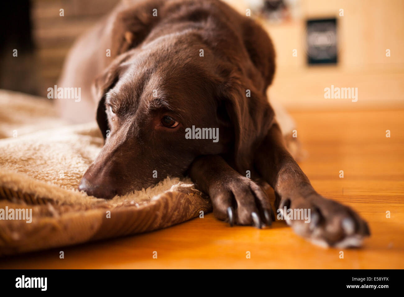 Un labrador Chocolat femelle portant sur son lit. L'Ontario, Canada. Banque D'Images