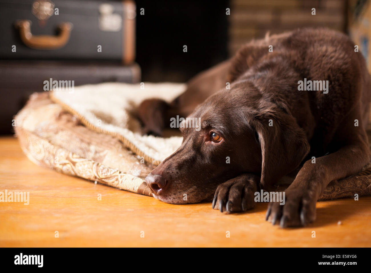 Un labrador Chocolat femelle portant sur son lit. L'Ontario, Canada. Banque D'Images