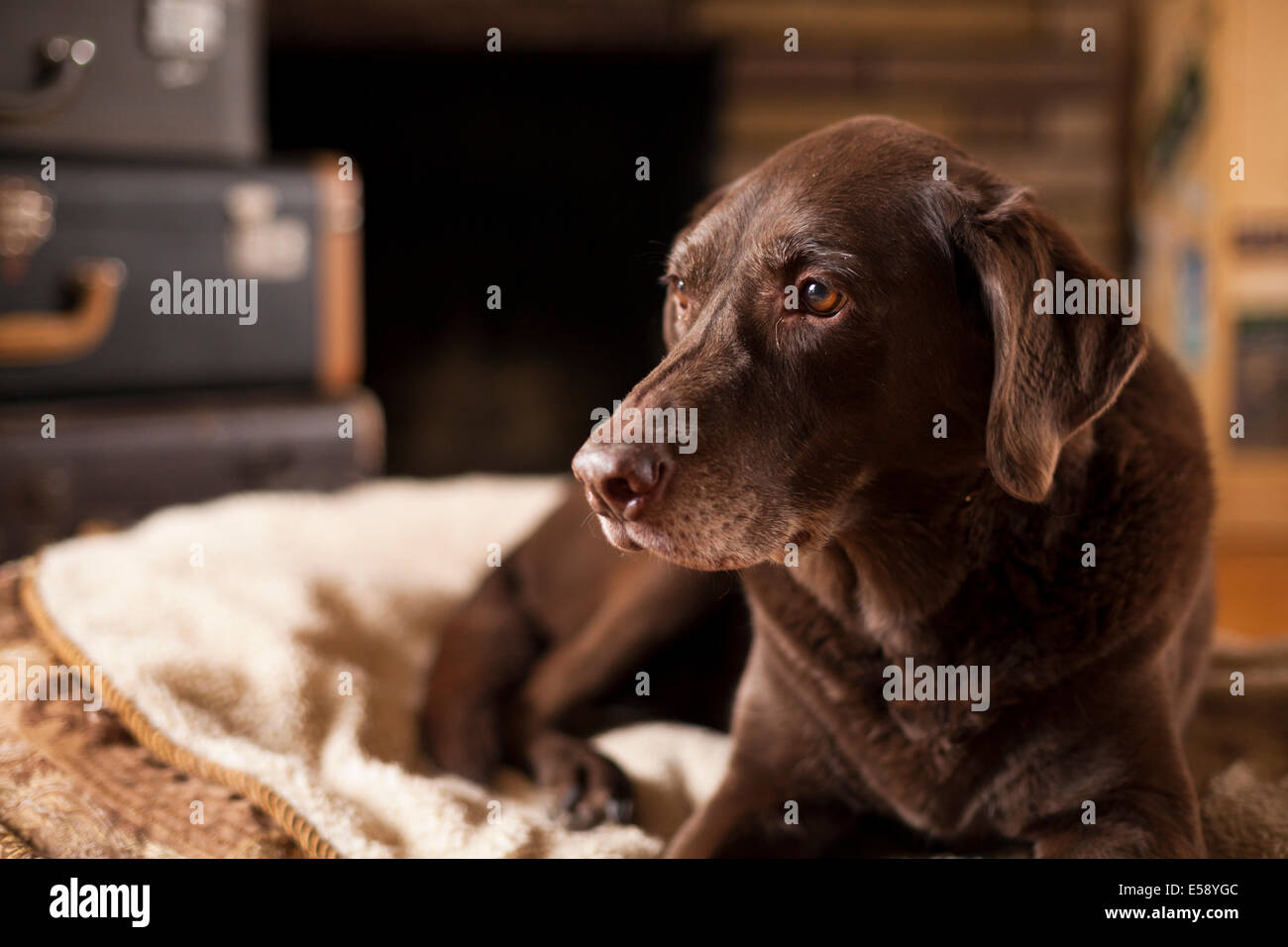 Un labrador Chocolat femelle portant sur son lit. L'Ontario, Canada. Banque D'Images