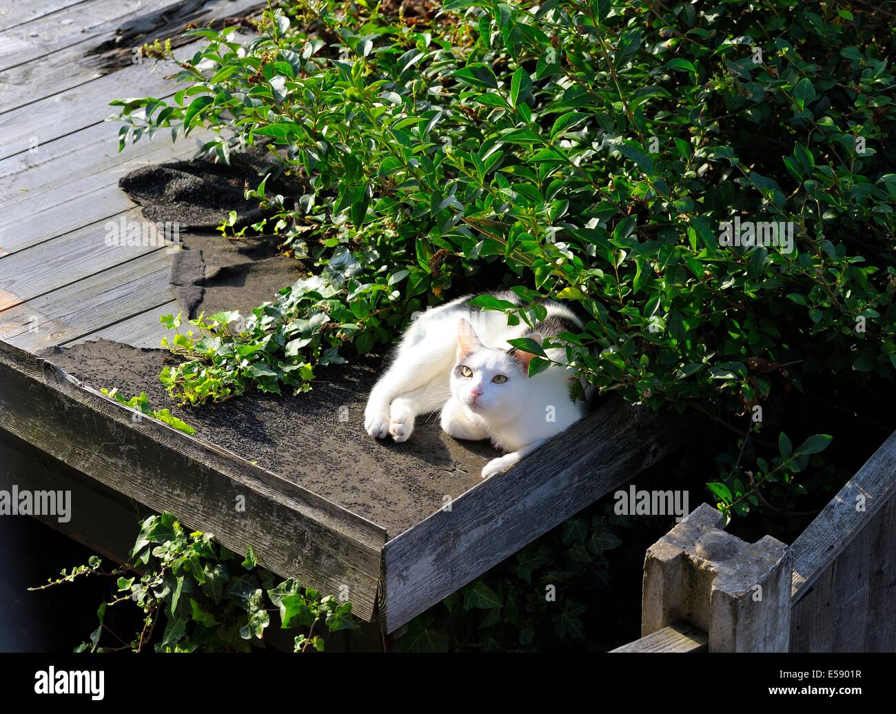 Un chat noir et blanc assis sur le dessus d'un vieux hangar en bois england uk Banque D'Images