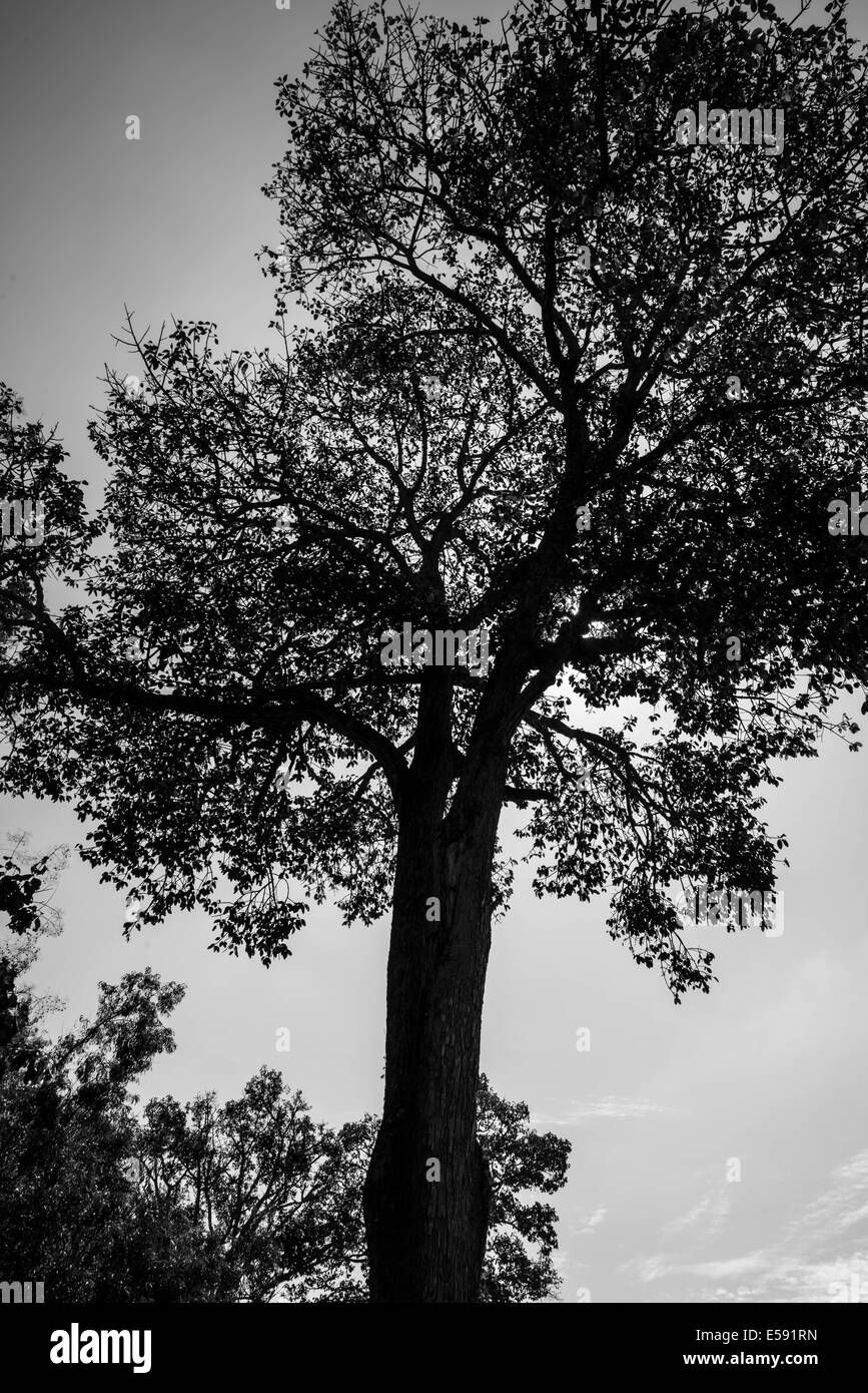 Un grand arbre dans la jungle de Thaïlande. Banque D'Images