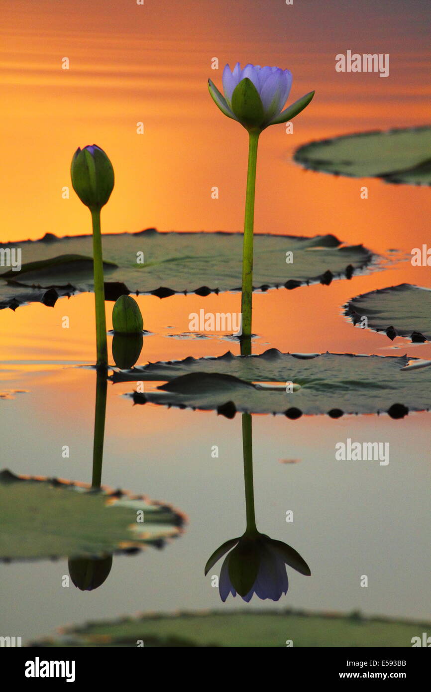 Baigné dans la lumière orange du soir, une paire de fleurs de lis d'eau reflètent sur l'eau tranquille. Banque D'Images