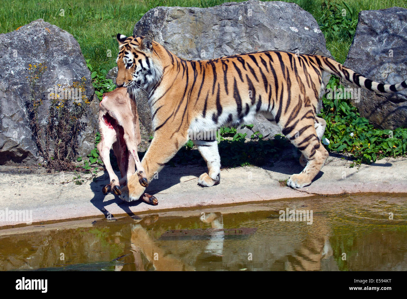 Un tigre de Sibérie avec carcasse animale dans la bouche Banque D'Images