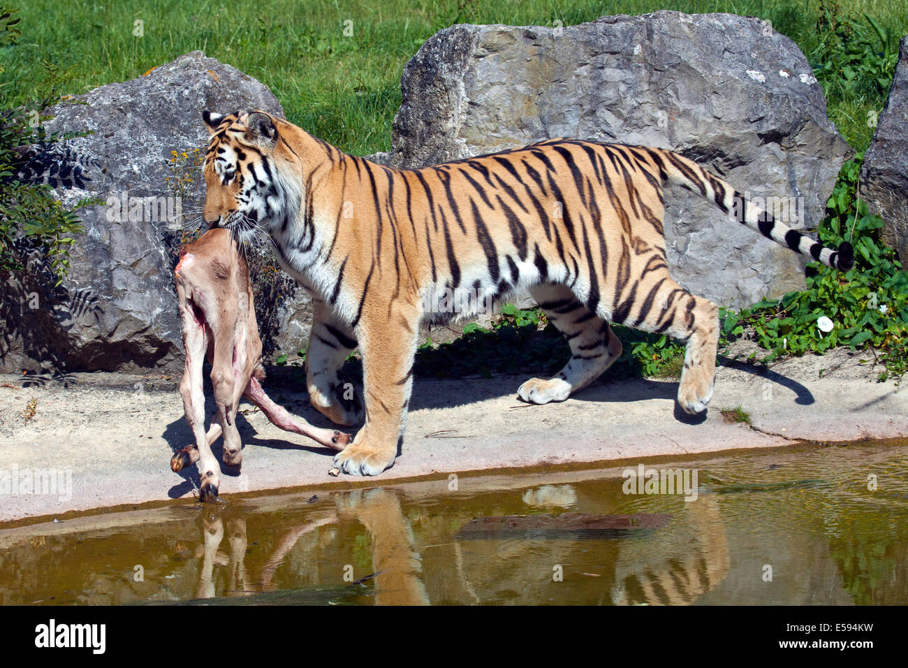 Un tigre de Sibérie avec carcasse animale dans la bouche Banque D'Images