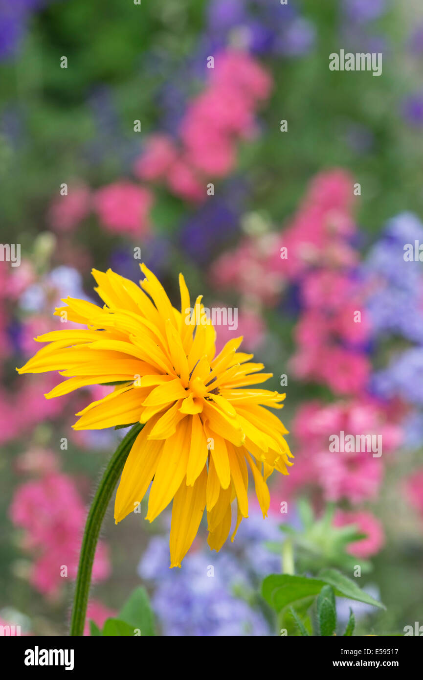 Rudbeckia. Coneflower dans un jardin anglais Banque D'Images