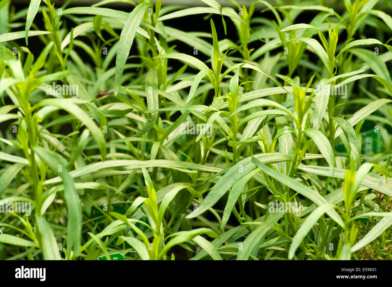 Artemisia dracunculus communément appelé Estragon français Banque D'Images