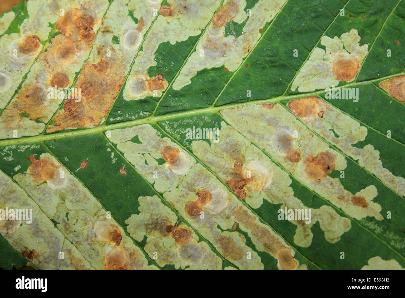 Leaf Mines sur des feuilles de châtaignier Aesculus hippocastanum causé par espèce Cameraria ohridella Banque D'Images
