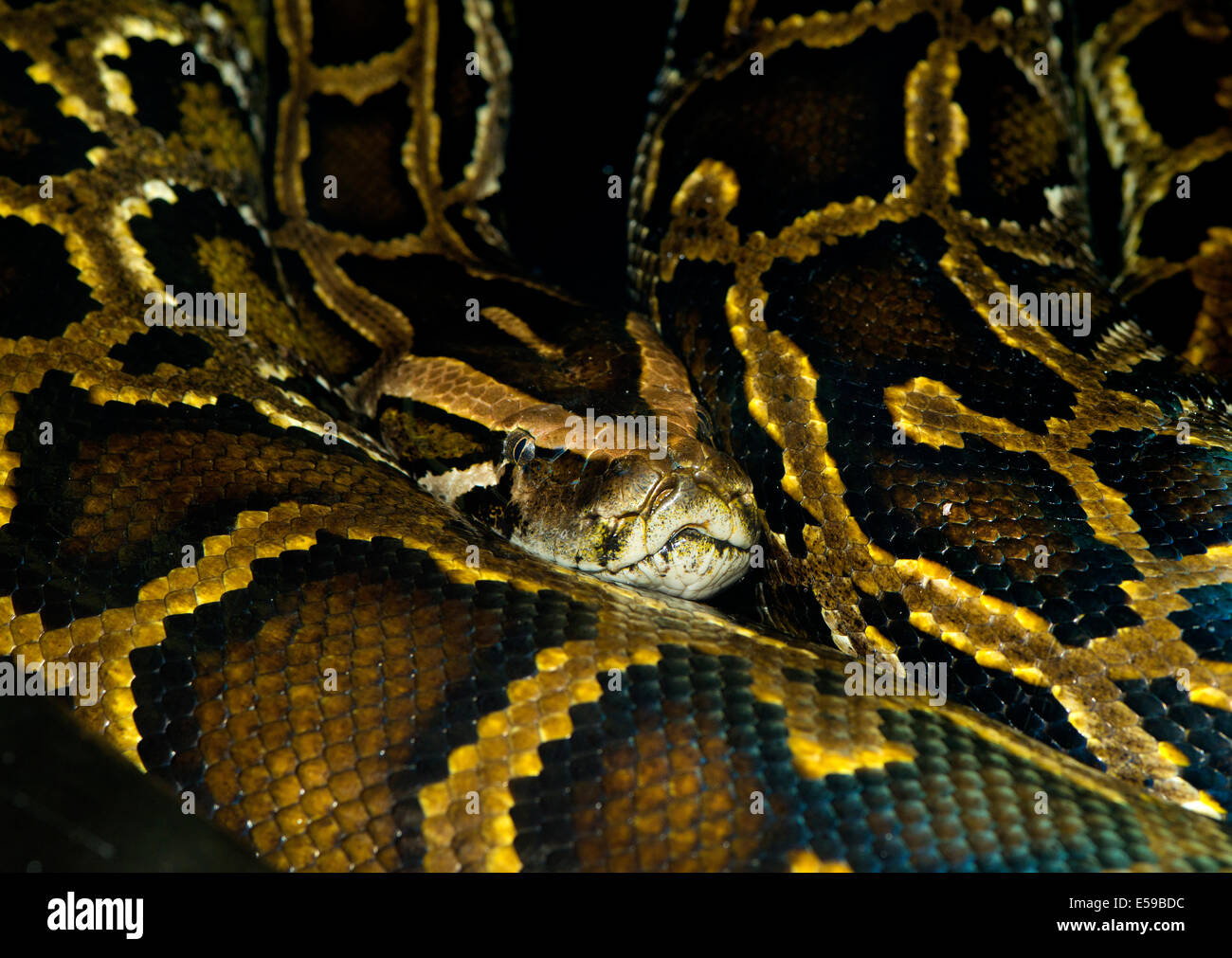 L'asiatique un python réticulé, Python reticulatus enroulé Photo Stock ...