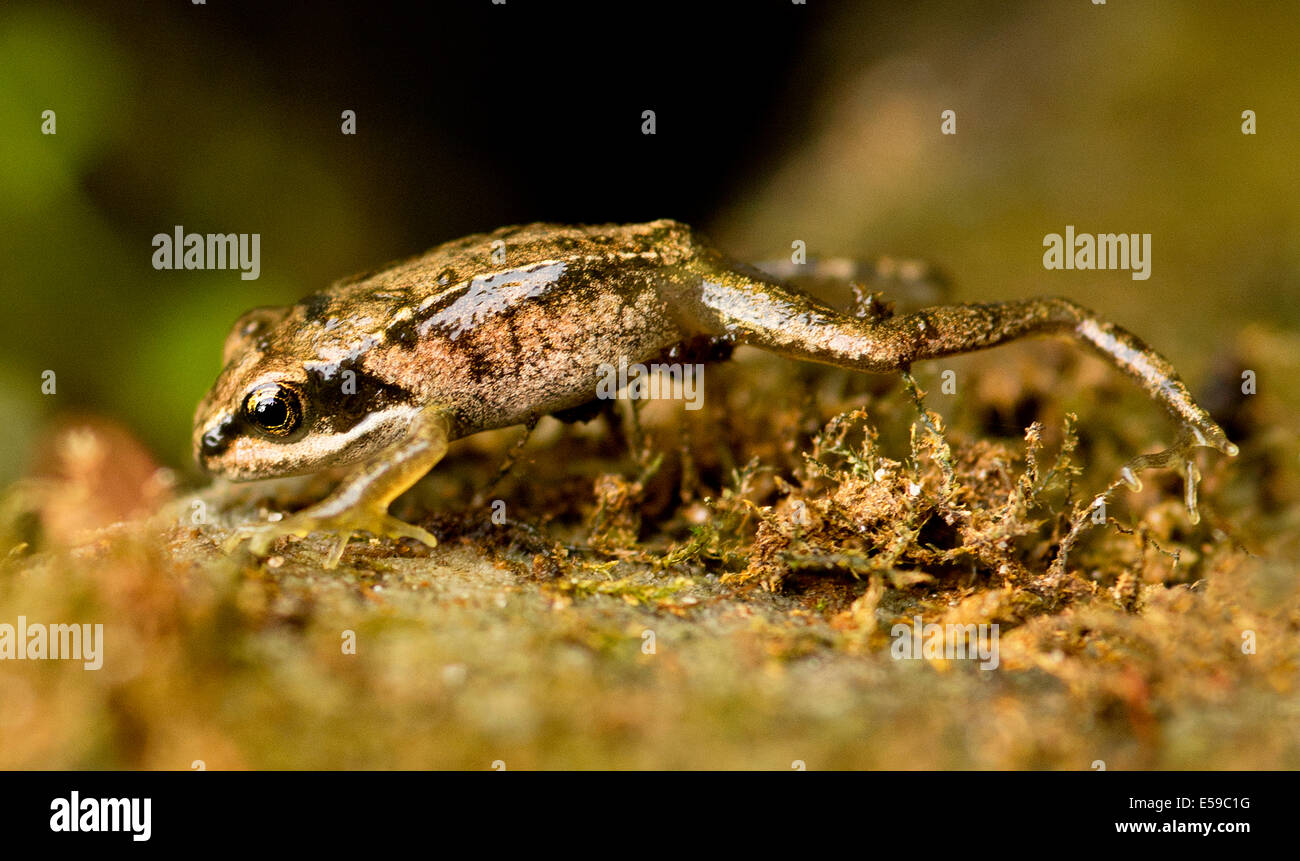 Une grenouille rousse juste hors du stade de têtard grimpant sur un rocher , Rana temporaria Banque D'Images