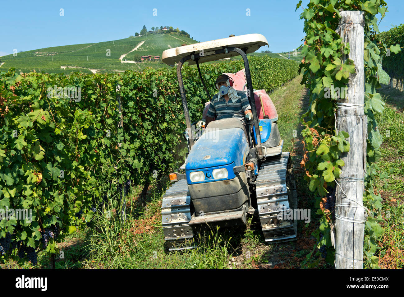 Mécanicien Agro la pulvérisation de pesticides dans un vignoble, Treiso, Piémont, Italie Banque D'Images