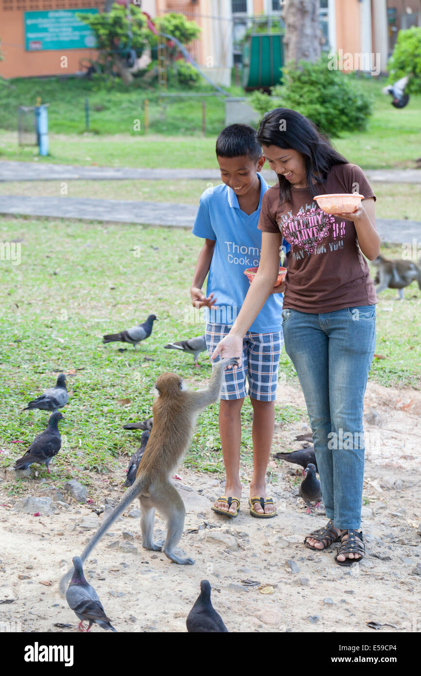 Les singes macaques ludique au Monkey's fun park, Tang Kuan hill, Songkhla, Thaïlande Banque D'Images