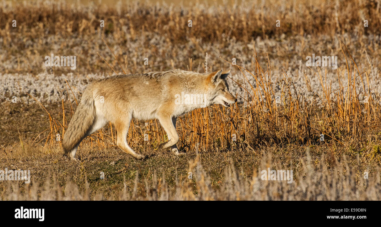 Le Coyote (Canis latrans) la chasse. Le Parc National de Yellowstone, Wyoming, USA. Banque D'Images