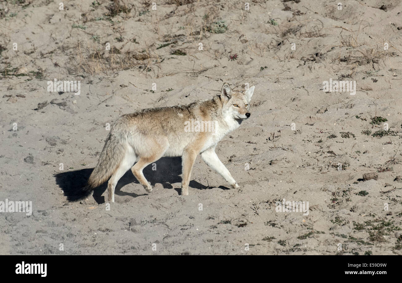 Le Coyote (Canis latrans) , Parc National de Yellowstone, Wyoming, USA. Banque D'Images