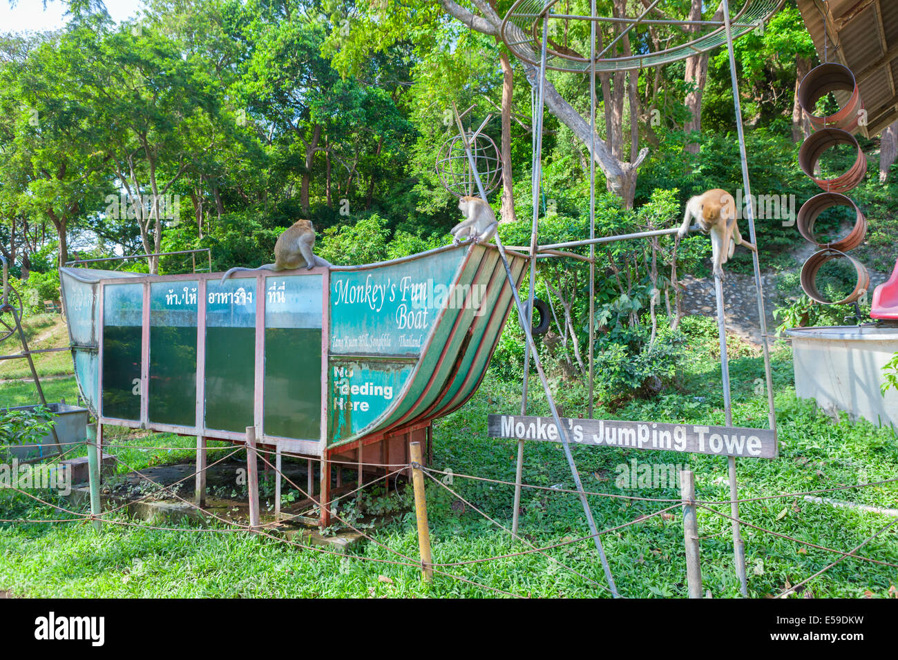 Les singes macaques ludique au Monkey's fun park, Tang Kuan hill, Songkhla, Thaïlande Banque D'Images