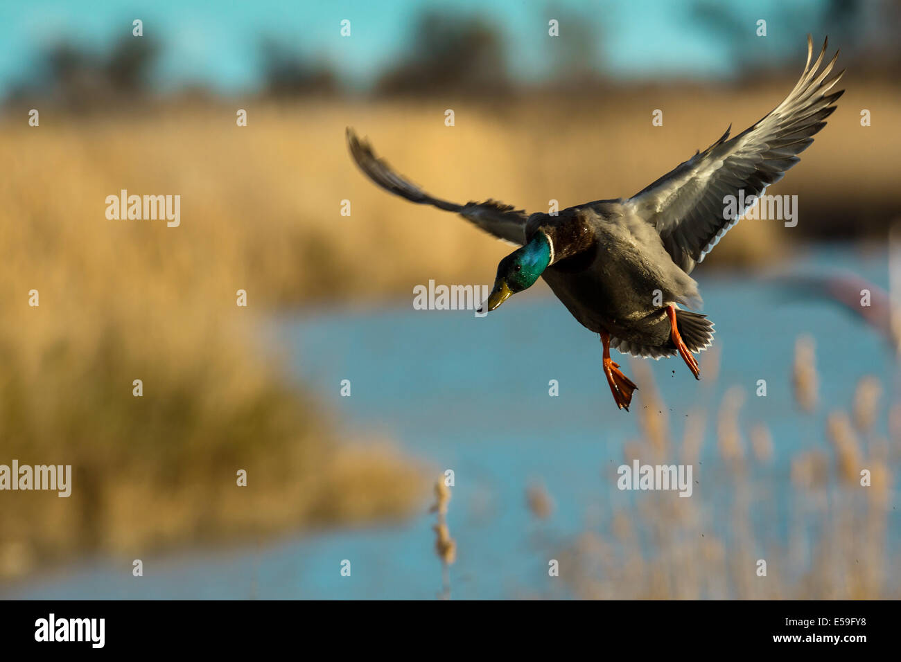 Le canard sauvage, Anas platyrhynchos Banque D'Images