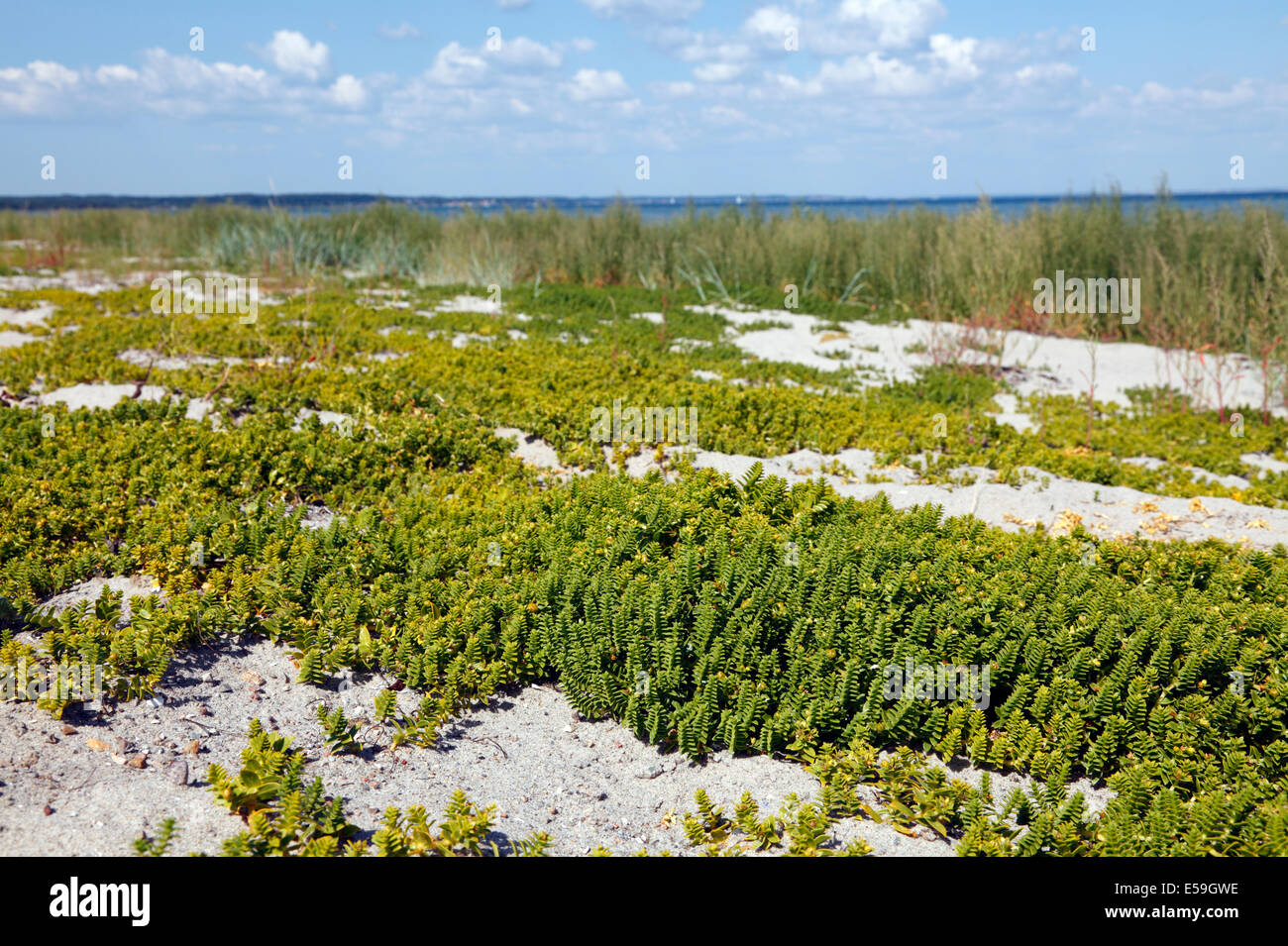 Bord de mer sandwort ou sandplant, Honckenya peploides, dans le sable d'une plage à l'Øresund, le son, au Danemark, où acheter. Banque D'Images