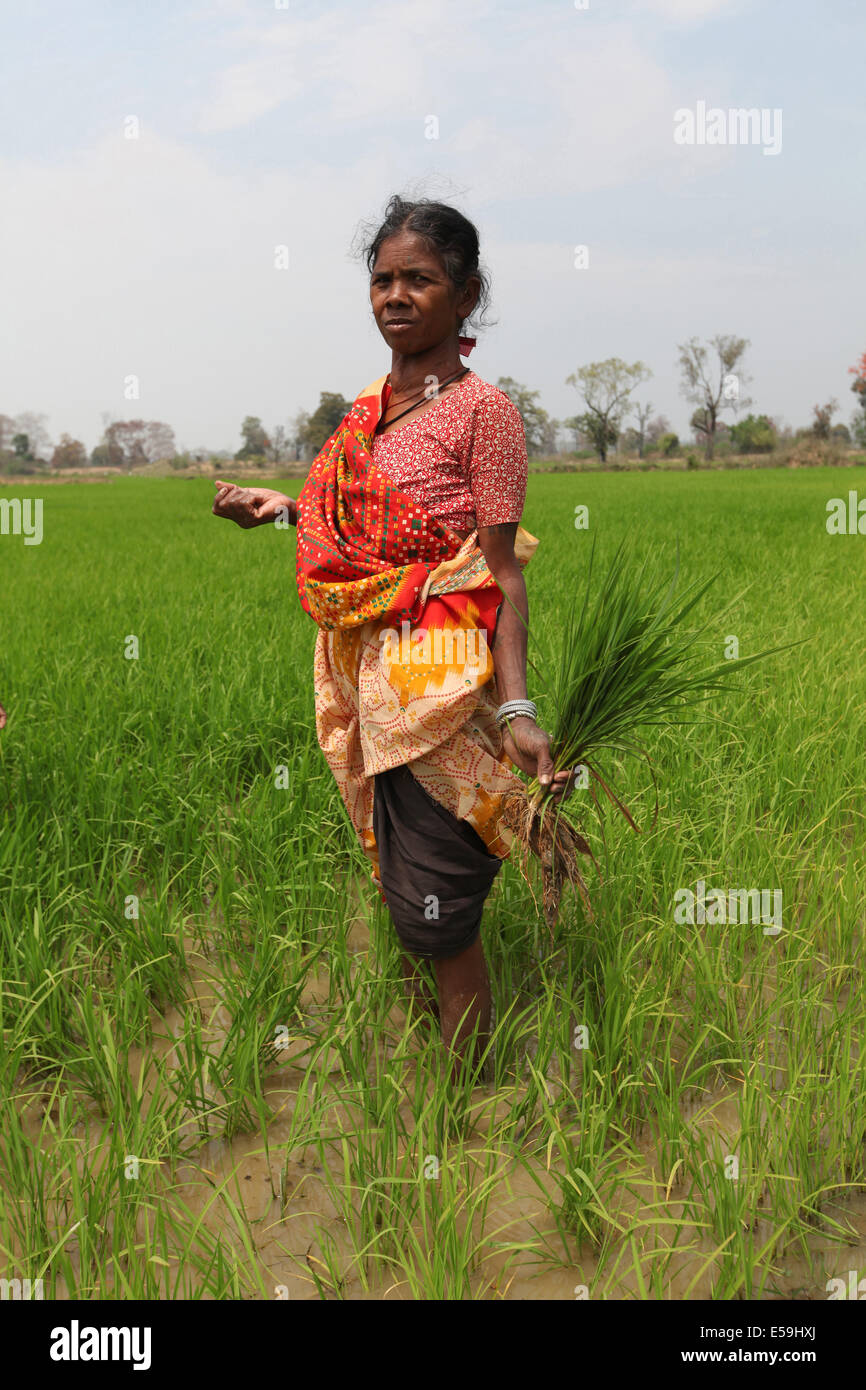 Femme tribale qui travaillent dans les champs de riz paddy, Tribu Gond. Mohuabhata Chattisgadh, Village, Inde Banque D'Images
