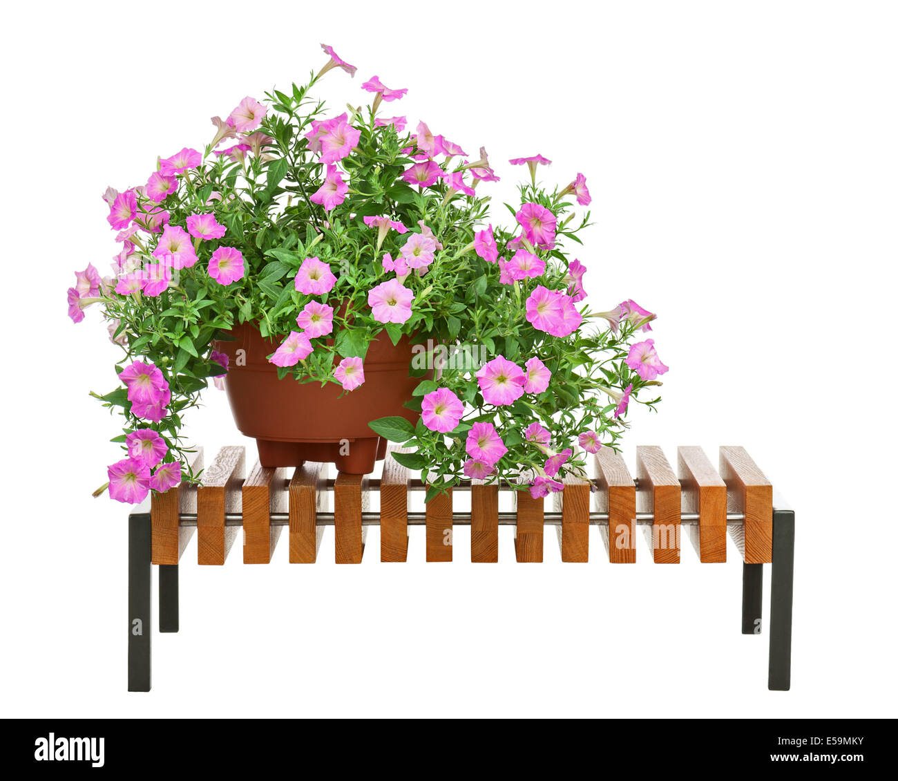 Pétunia rose fleurs en pot sur banc en bois isolé sur fond blanc. Libre. Banque D'Images