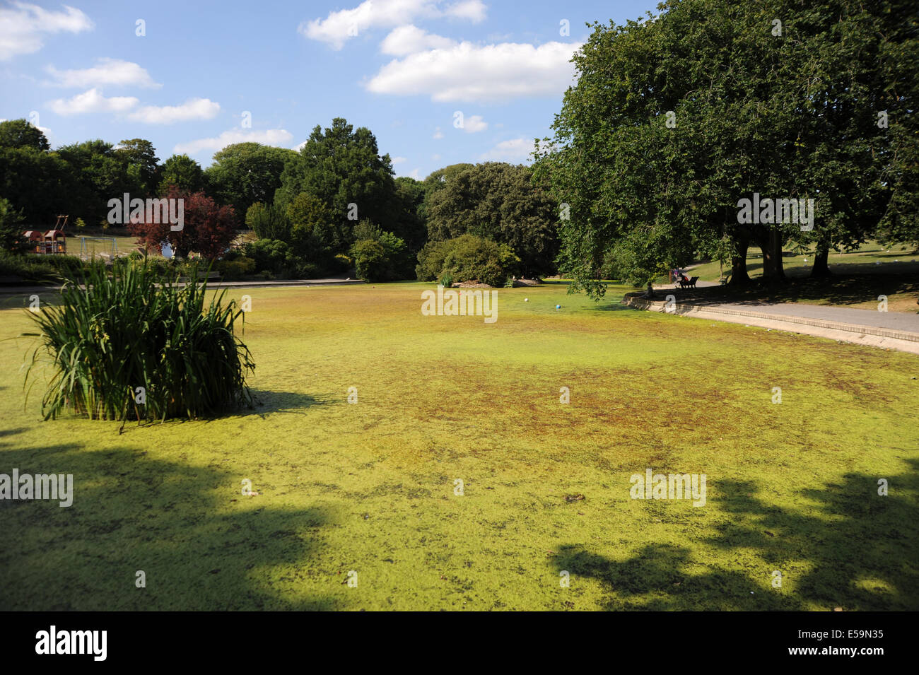 Brighton, Sussex, UK. 24 juillet, 2014. Une victime de la chaleur tout au long de la Grande-Bretagne à l'heure actuelle sont nos étangs et lacs qui sont couverts dans un tapis vert d'algues c'est le Queens Park pond à Brighton qui souffre à l'heure actuelle en raison de la longue période de temps chaud Crédit : Simon Dack/Alamy Live News Banque D'Images