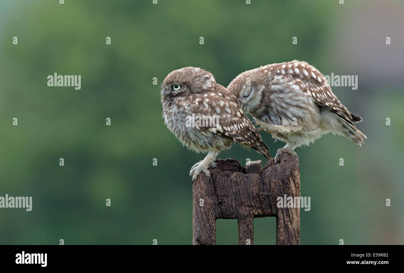 Paire de petites chouettes (owlets)-Athene noctua. Banque D'Images