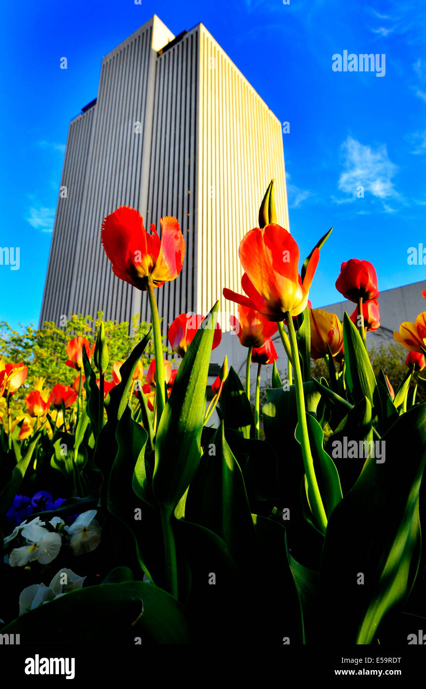 Tulip jardin en face de l'immeuble avec windows Banque D'Images
