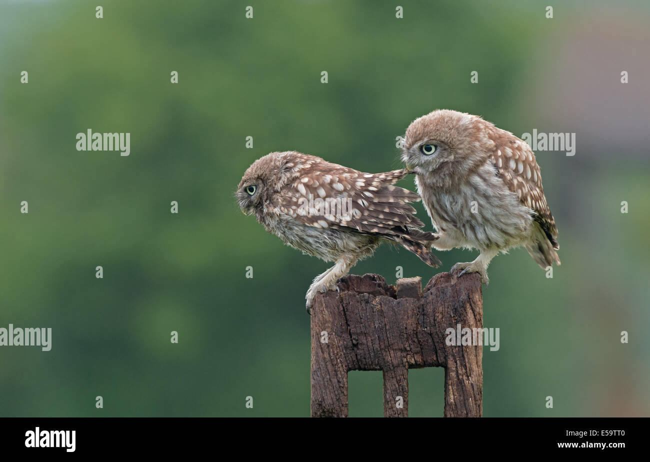 Paire de petites chouettes (owlets)-Athene noctua. Uk Banque D'Images