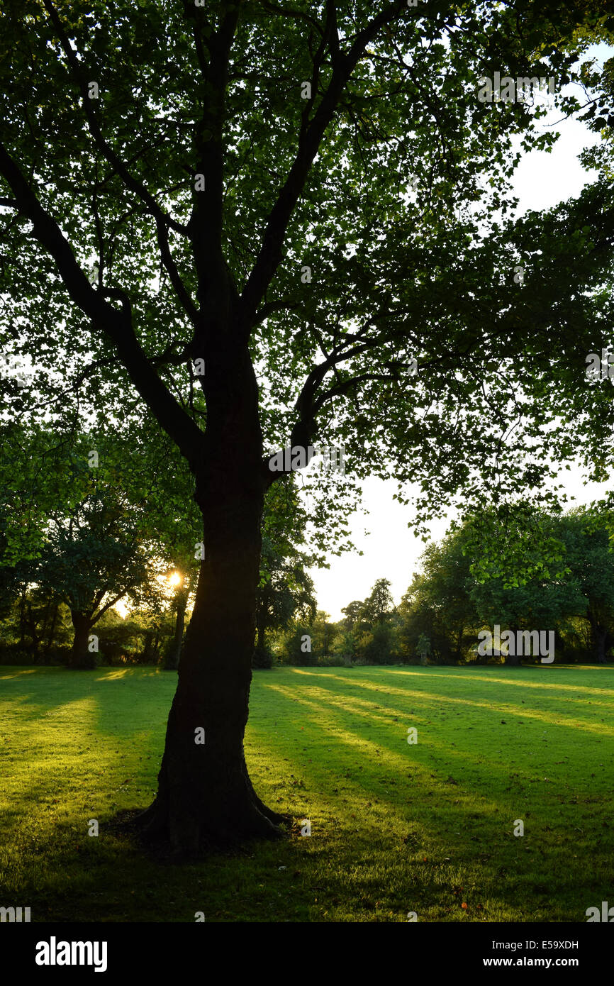 Coucher du soleil arbre en silhouette avec de longues ombres d'arbres en arrière-plan Banque D'Images