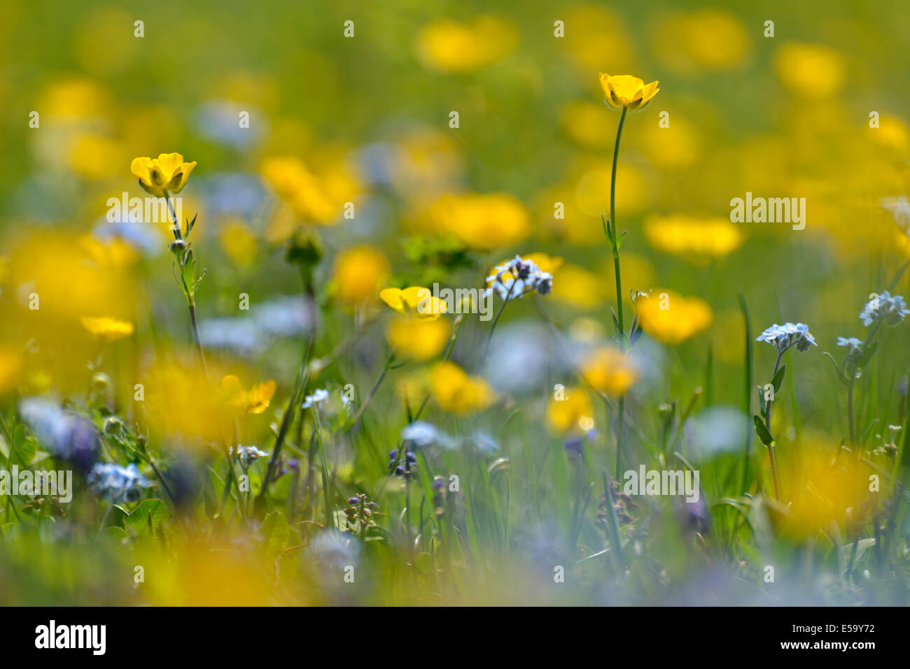 Des fleurs sauvages, des montagnes du Caucase, Azerbaïdjan Banque D'Images