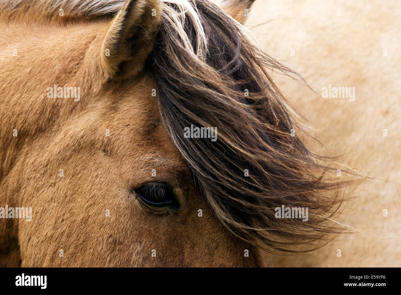 Close-up of Icelandic Horse - Islande Banque D'Images