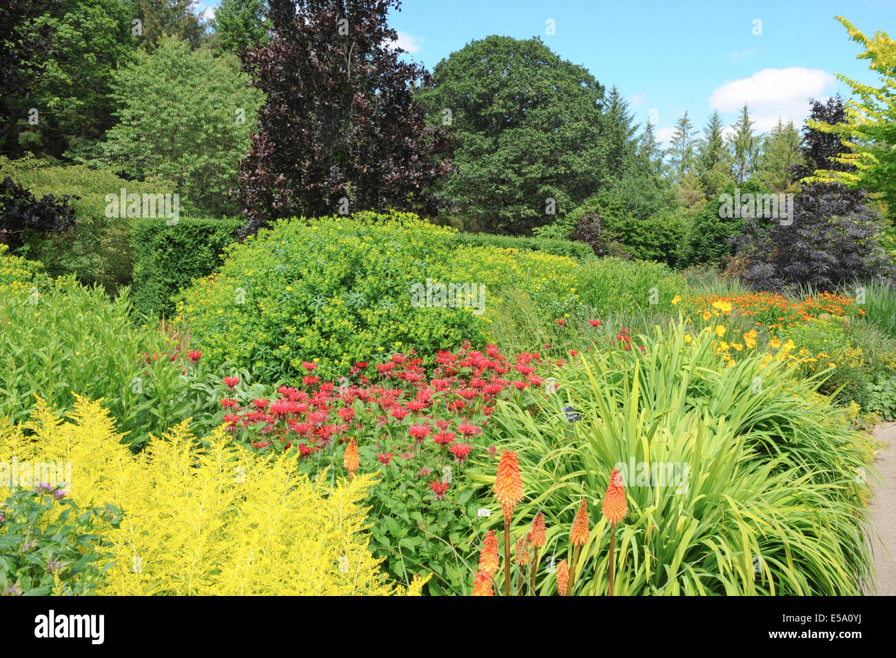 De façon percutante et éclatantes fleurs plantées au Jardin Anglais traditionnel Jardin Rosemoor, Torrington, Devon, Angleterre du Sud-Ouest, Royaume-Uni Banque D'Images