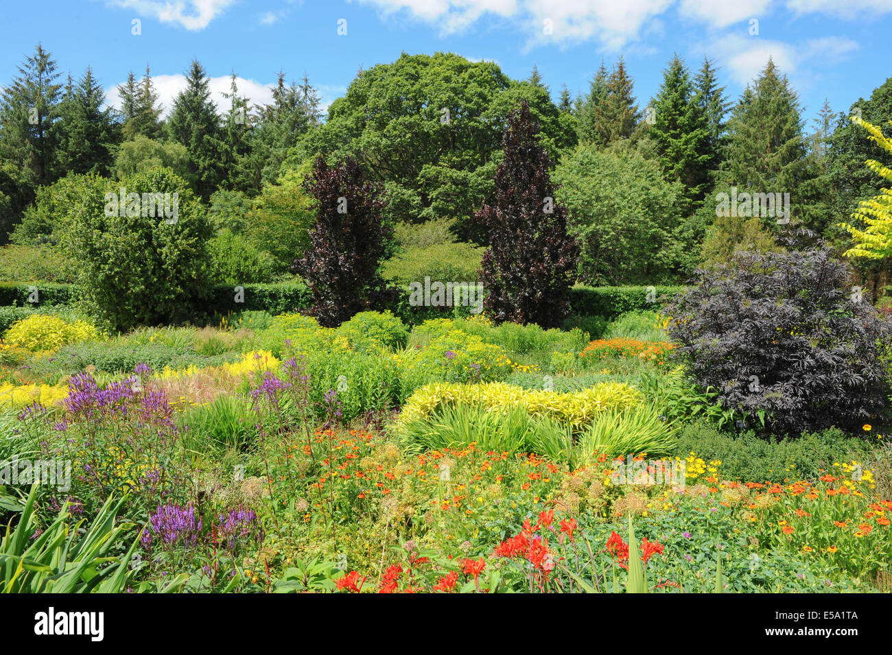 De façon percutante et éclatantes fleurs plantées au Jardin Anglais traditionnel Jardin Rosemoor, Torrington, Devon, Angleterre du Sud-Ouest, Royaume-Uni Banque D'Images