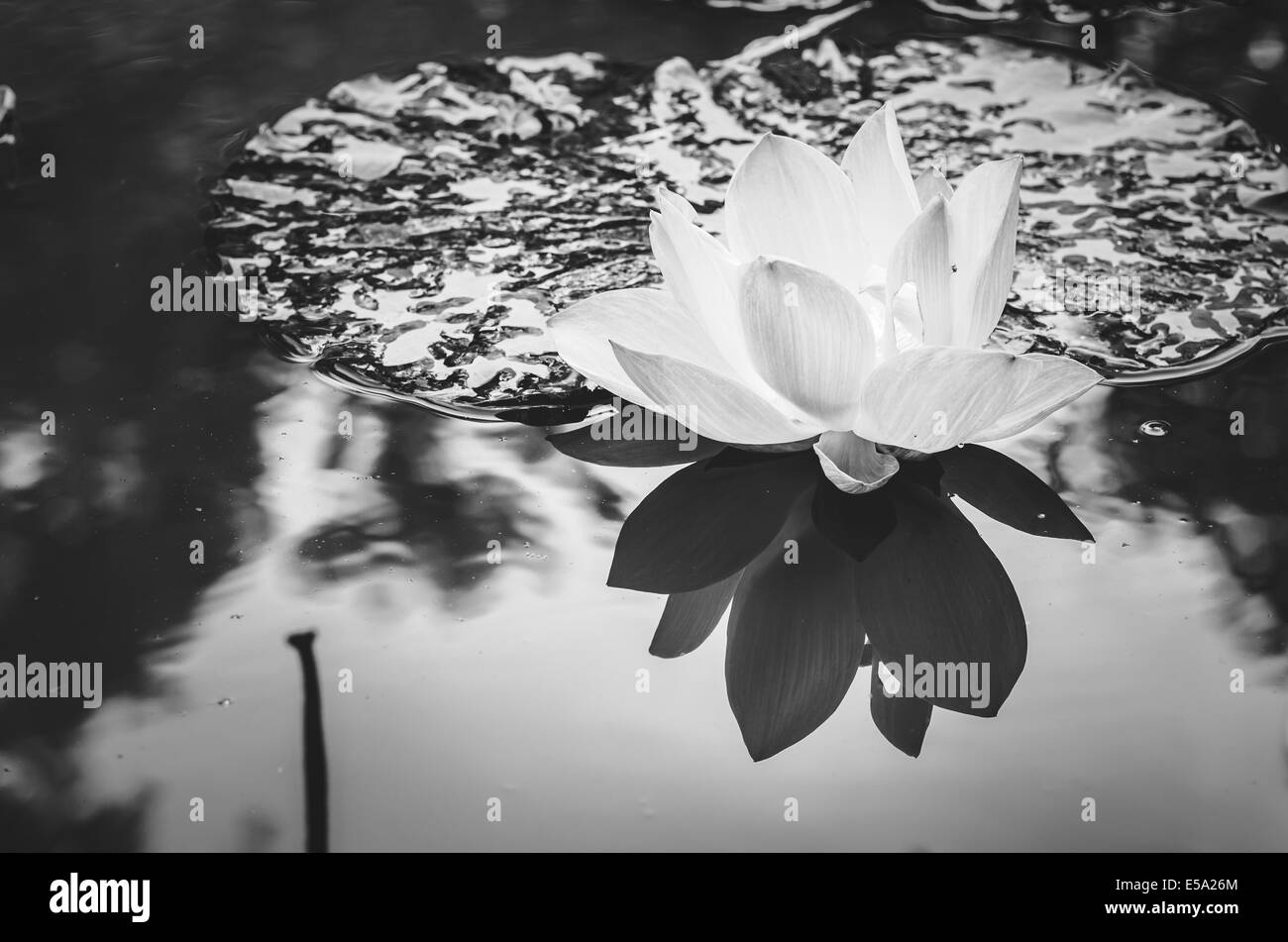 Lotus ou nénuphar fleur dans l'étang et dans la nature Banque D'Images