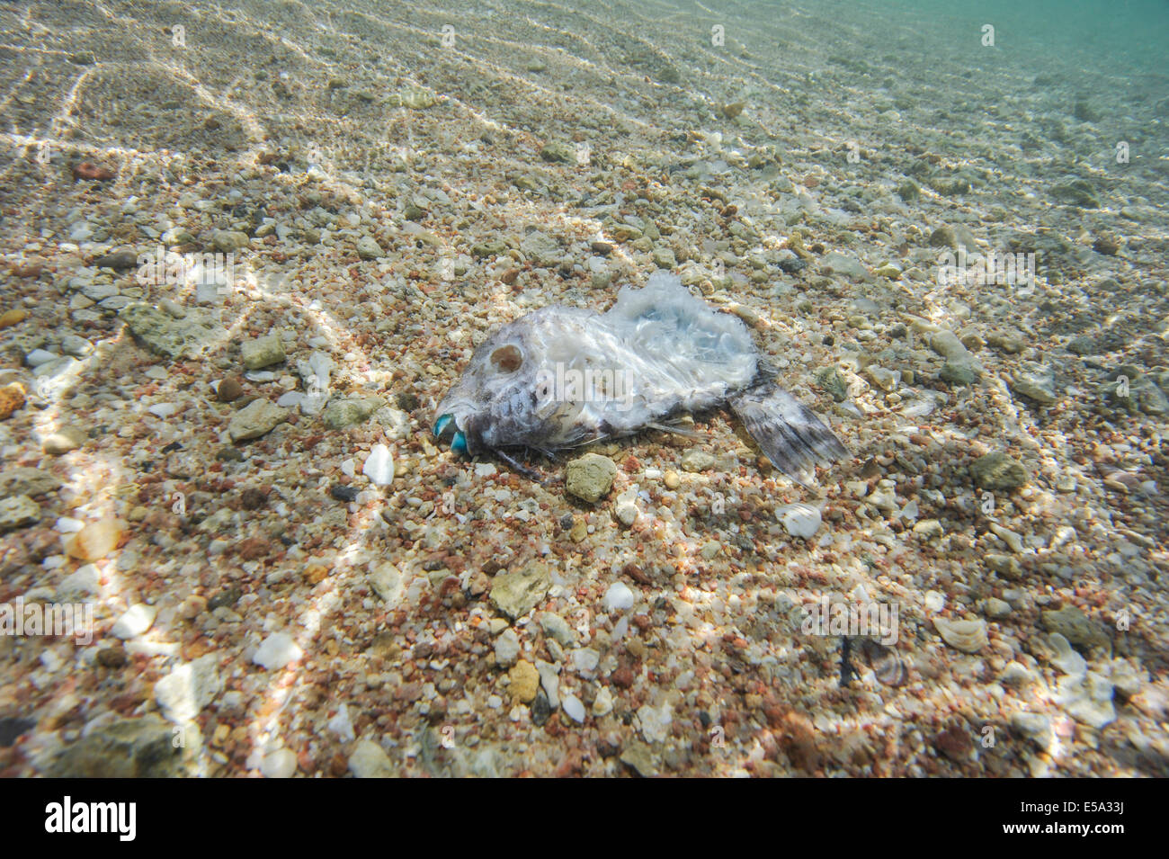 Perroquet en décomposition sous l'eau à la mort de sable peu profond lagon tropical Banque D'Images