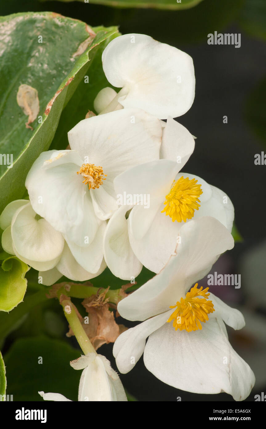 Begonia semperflorens blanc cireux ou communément appelé les bégonias fibreux Banque D'Images