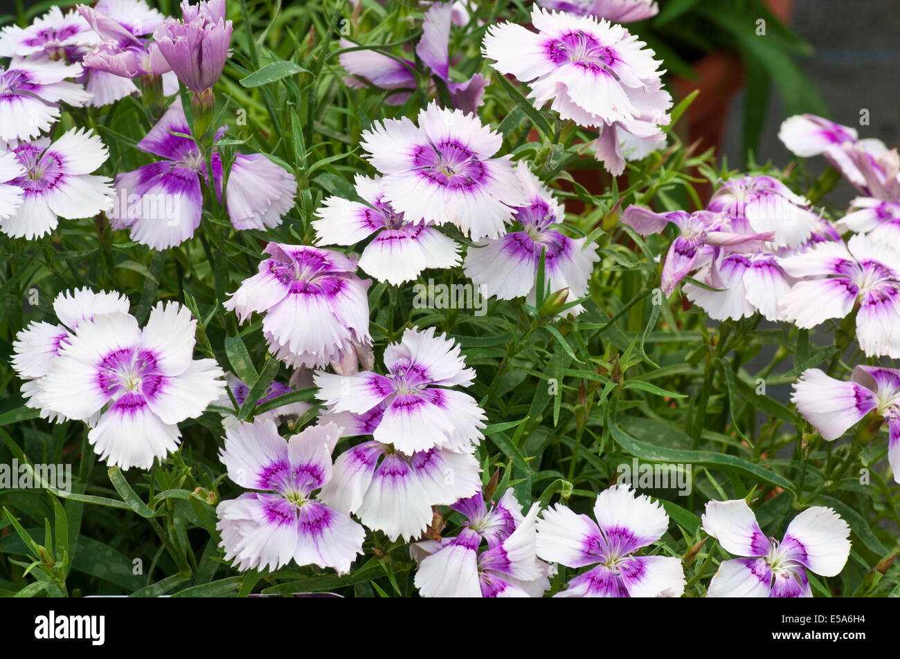 Dianthus caryophyllus bleu et blanc Magic Bleuet rose Nom commun Banque D'Images