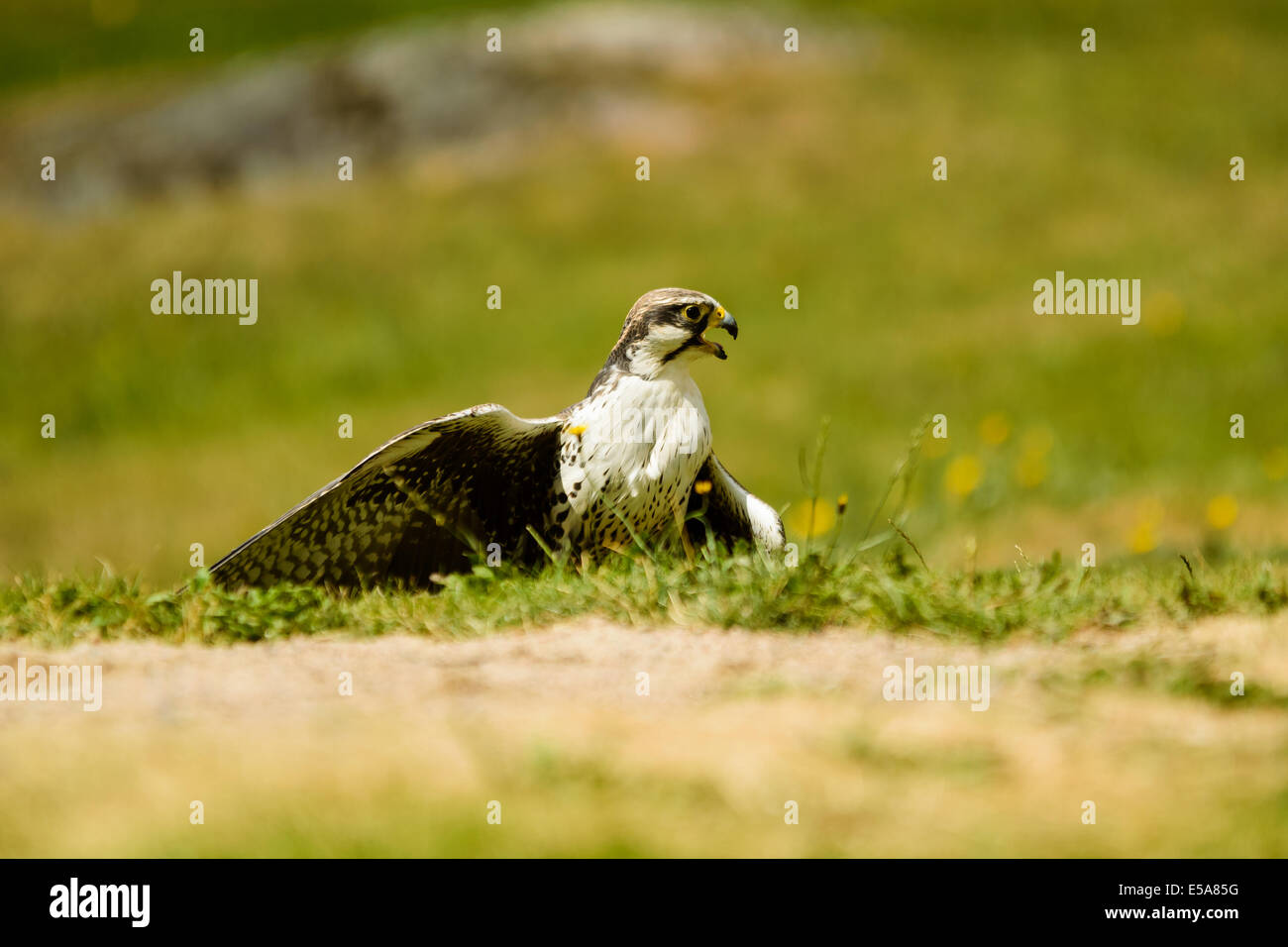 Laggar Falcon (Falco jugger), ici vu sur le sol, juste après avoir jeté l'appât par Falconer. Banque D'Images