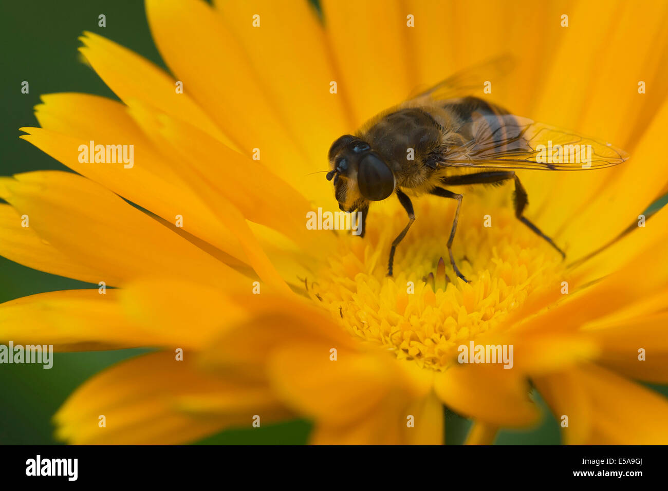 Fly Drone ou européenne Hover Fly (Eristalis tenax), Tyrol, Autriche Banque D'Images