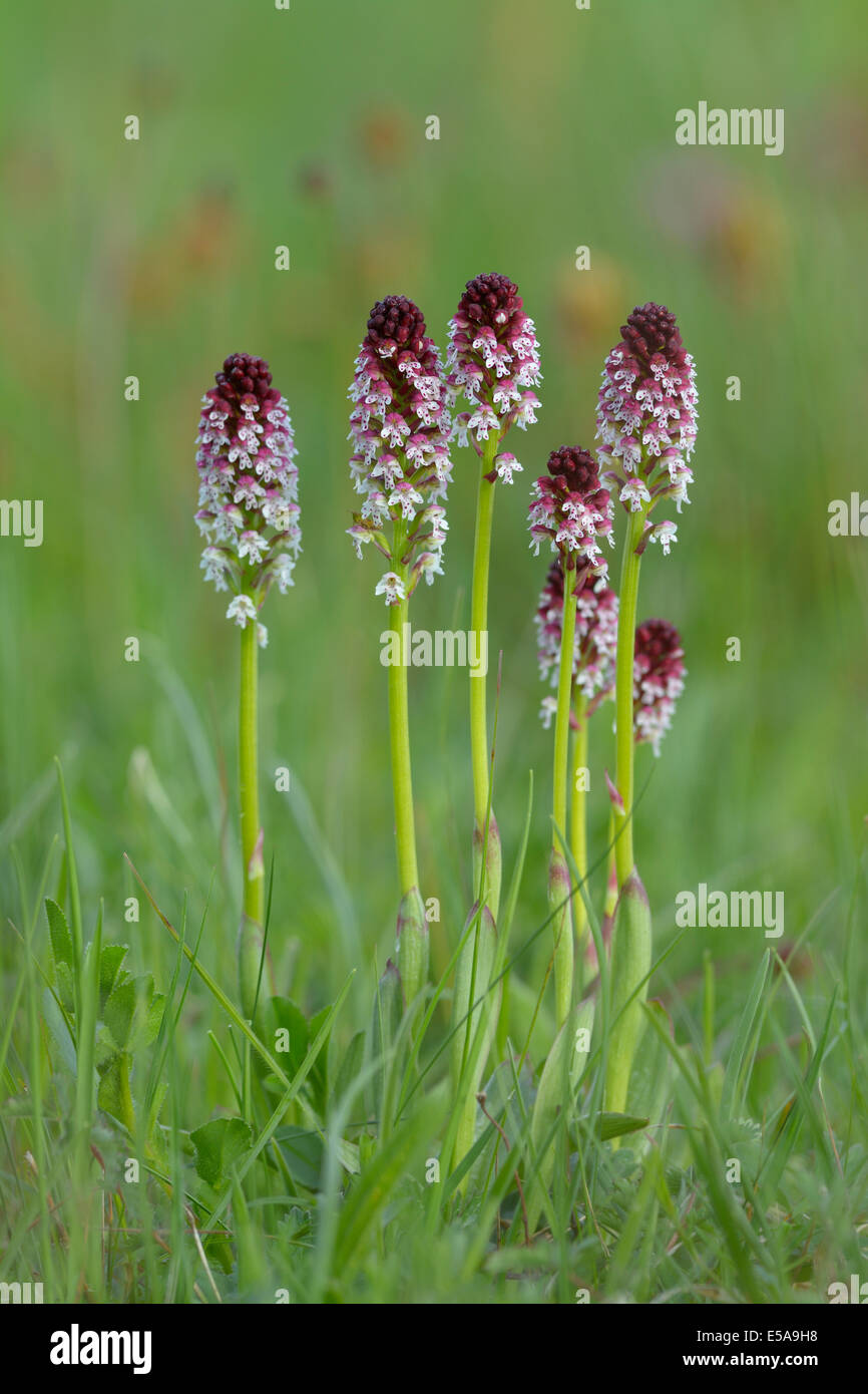 Pointe brûlée Orchid (Orchis ustulata), sur une grappe de fleurs, la réserve de biosphère du Jura souabe, Bade-Wurtemberg Banque D'Images