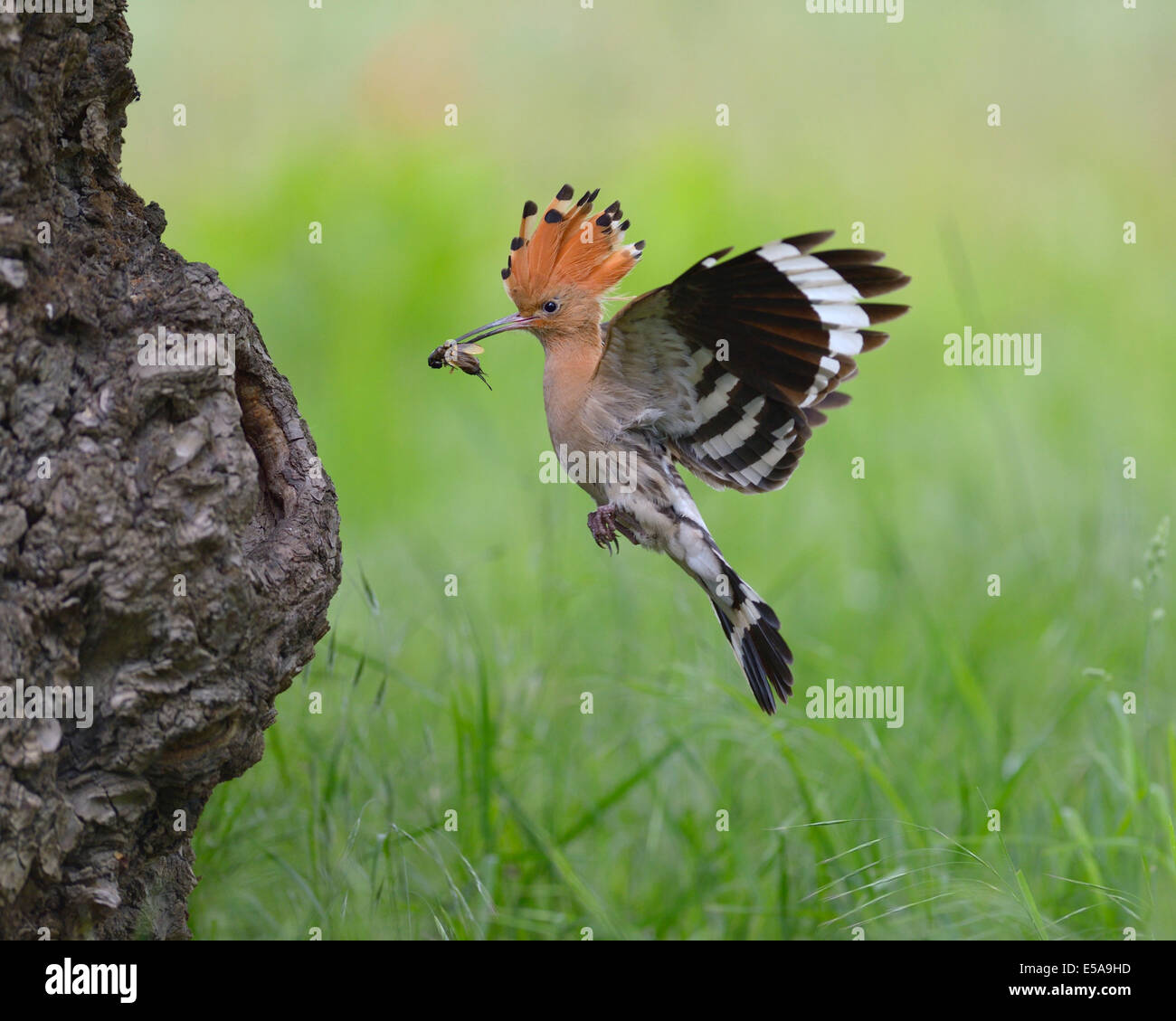 Huppe fasciée (Upupa epops), des profils avec approche sa proie dans la cavité du nid, le Parc National Kiskunság, Hongrie Banque D'Images