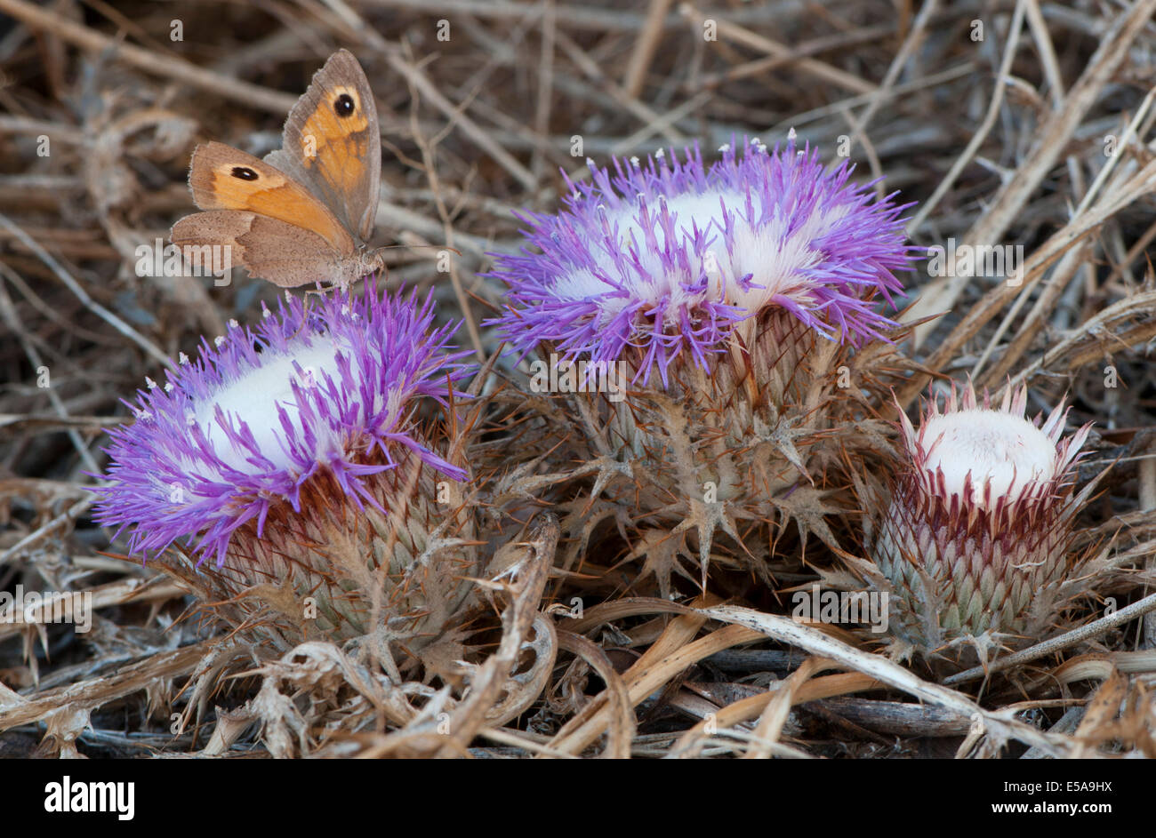 Verres atractylis gummifera (Carlina) et Dusky Meadow Brown (Hyponephele lycaon), İzmir Province, Région de l'Egée, la Turquie Banque D'Images