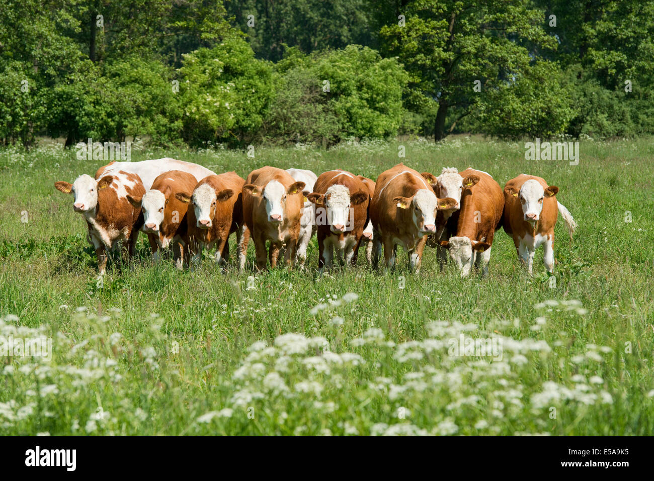 Les bovins domestiques (Bos primigenius taurus) debout sur un pâturage, Basse-Saxe, Allemagne Banque D'Images