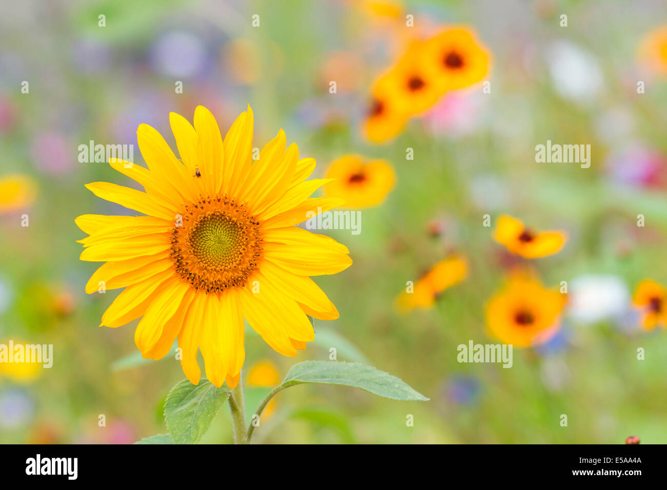 Tournesol (Helianthus annuus), en face d'une fleur d'été pré, Hesse du Nord, Hesse, Allemagne Banque D'Images