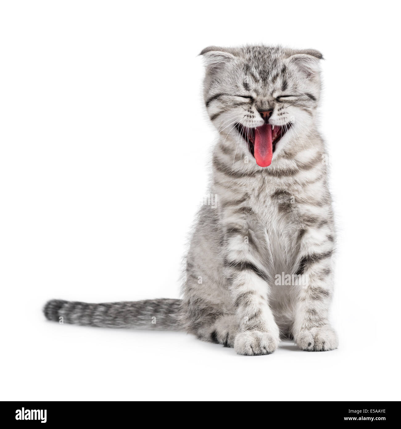 Bouche de chaton ouverte Banque de photographies et d’images à haute résolution Alamy