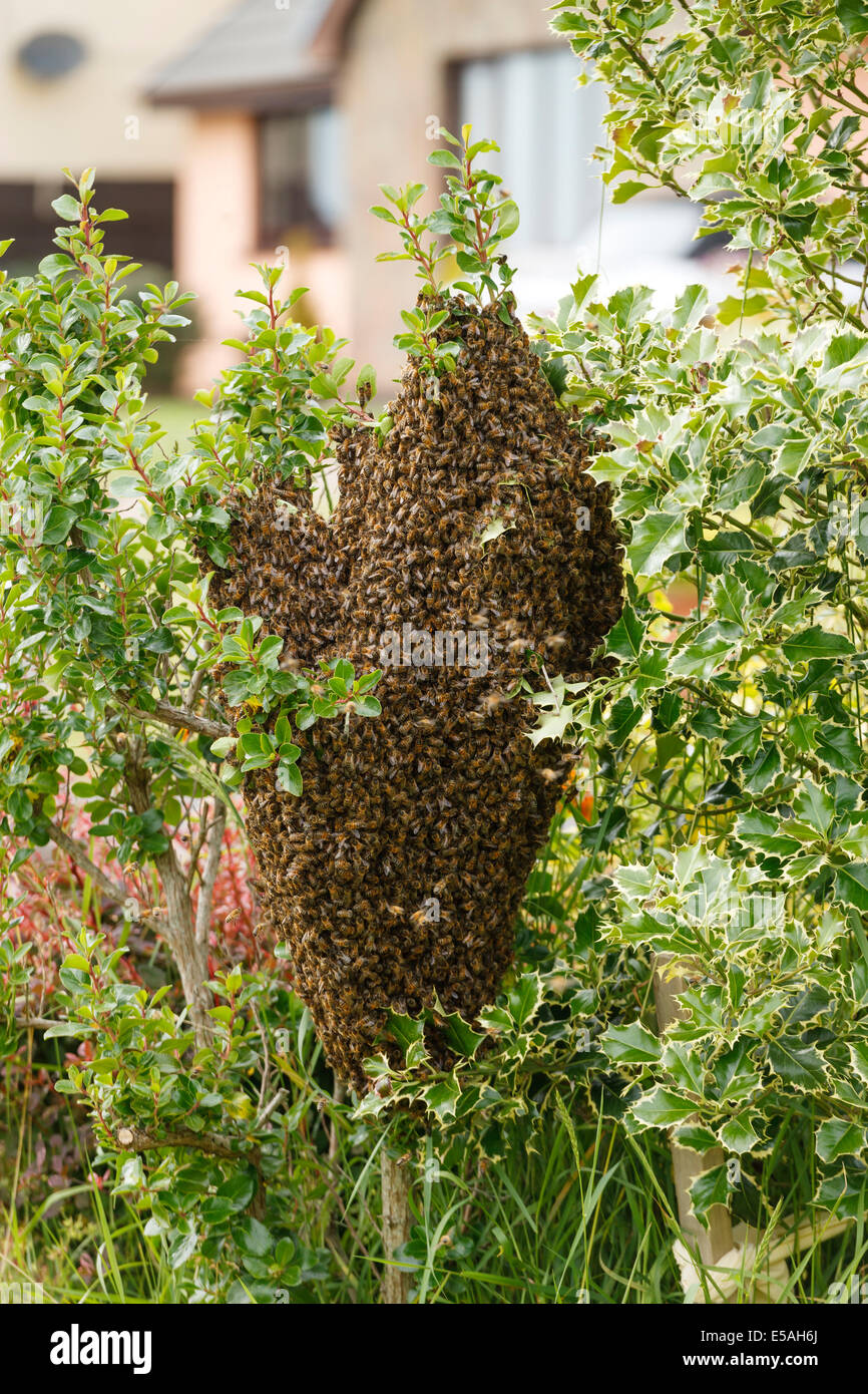 Un essaim d'abeilles sauvages sur un buisson dans un jardin Banque D'Images