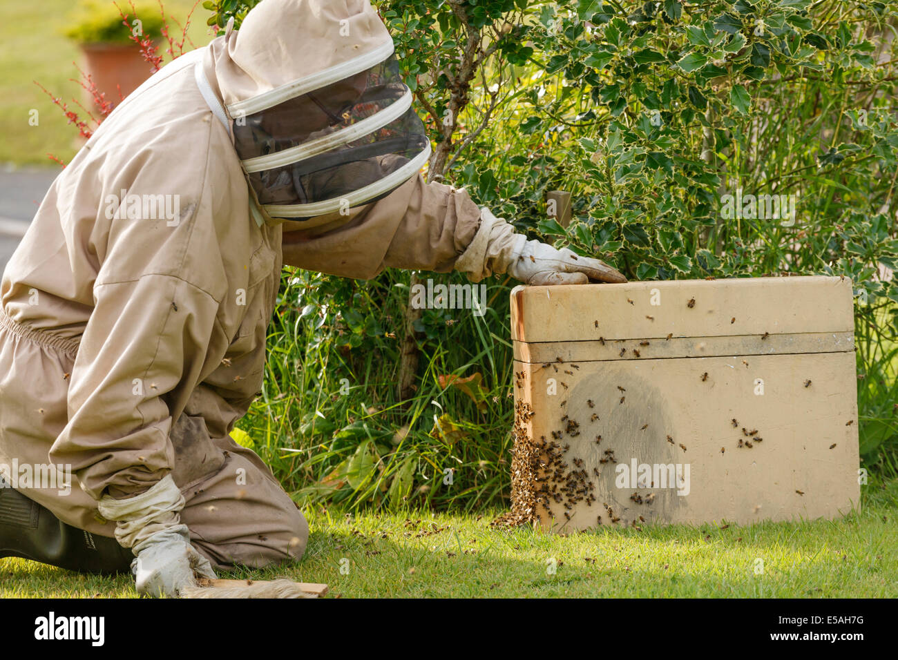Apiculteur récupération d'un essaim d'abeilles sauvages d'un buisson dans un jardin, brossage des abeilles dans une boîte de collection Banque D'Images