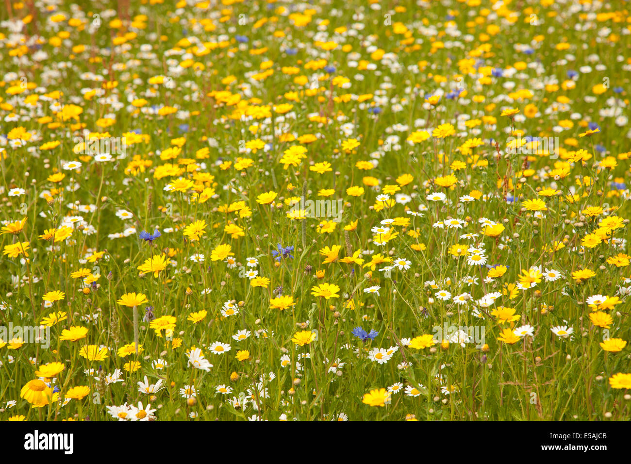 Belles fleurs sauvages poussant dans un champ. Banque D'Images