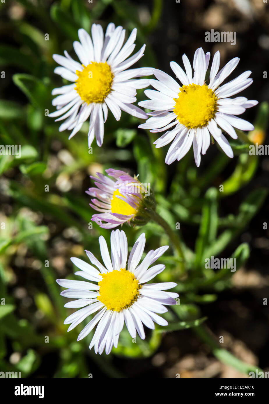 L'Erigeron flagellaris ; lapin ; Daisy Fleabane Erigeron fouet fin ; ; ; ; la famille des Astéracées Tournesol fleurs sauvages en fleurs Banque D'Images